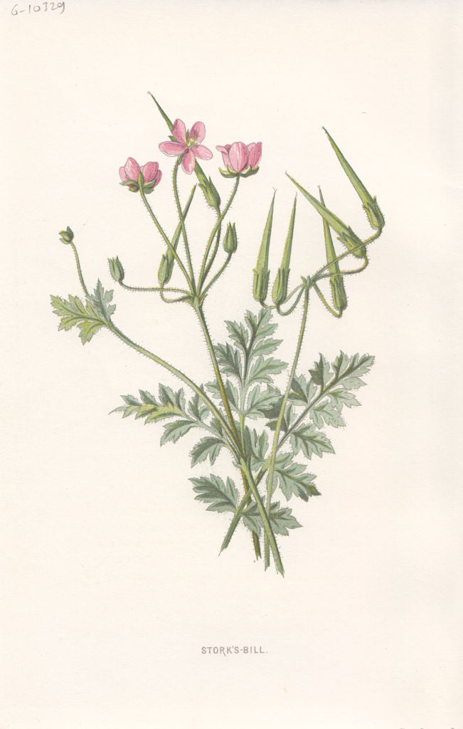 FLOWERS. Stork's-Bill c1895 old antique vintage print picture